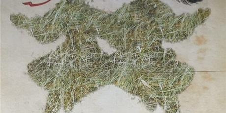 Powiększ grafikę: chocholi-taniec-na-zywo-676203.jpg